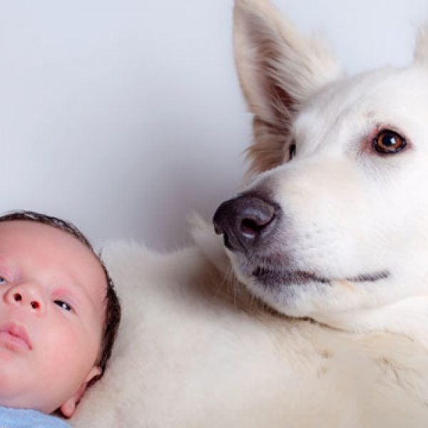 dog baby shepherd
