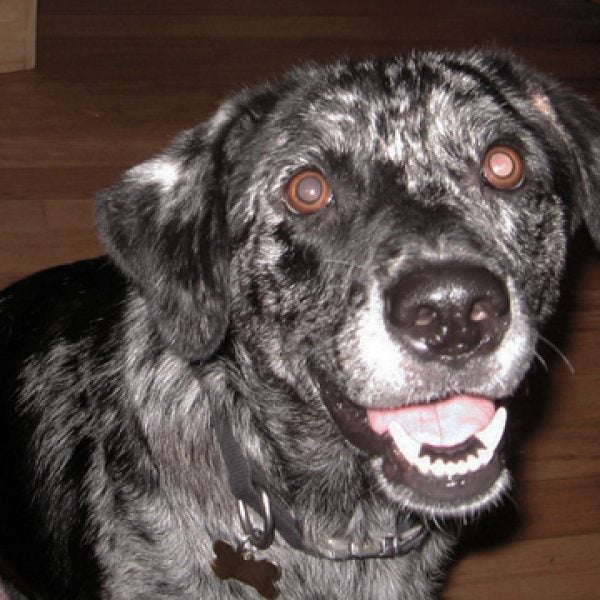 dogs high study america colorado marijuana poisioning dog ate hash brownies weed what to do emergency vet