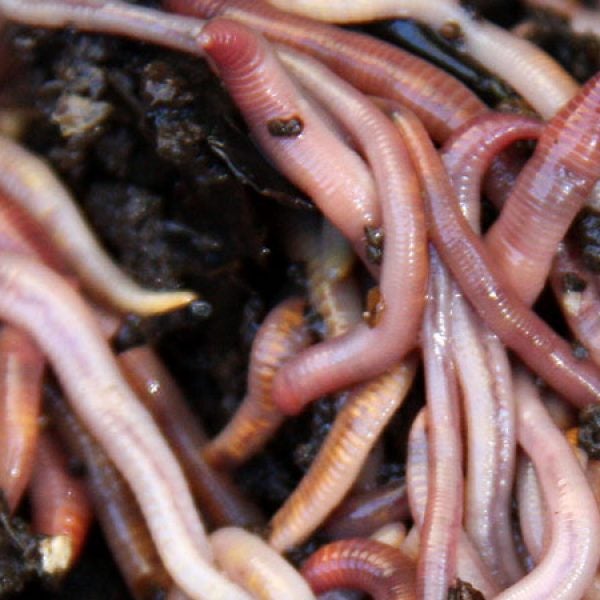 According to John Peter, earthworms have a