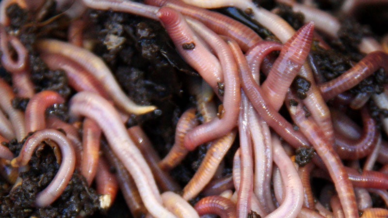 According to John Peter, earthworms have a