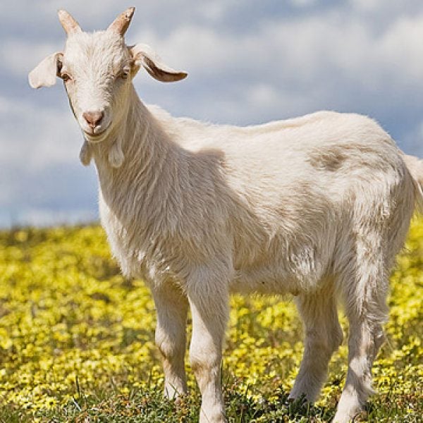 goats Historic Congressional Cemetery tending gardening landscaping