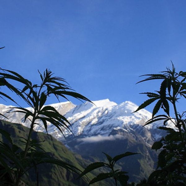 cannabis gottingen A Few Autonomous Flower Childre