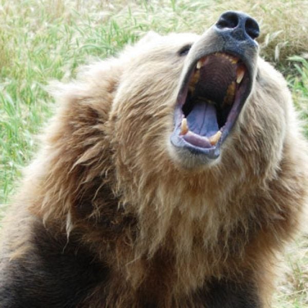 Growling grizzly bear