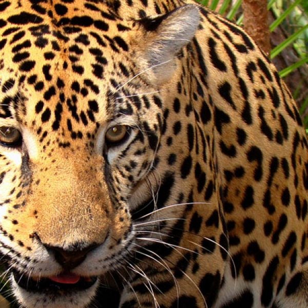 jaguar