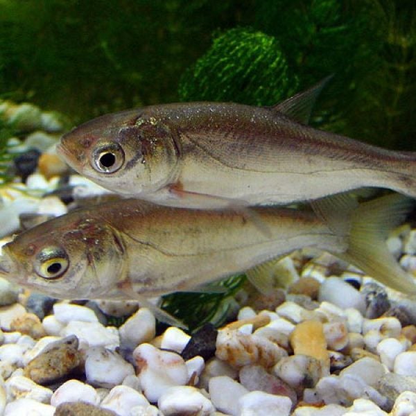 silver carp