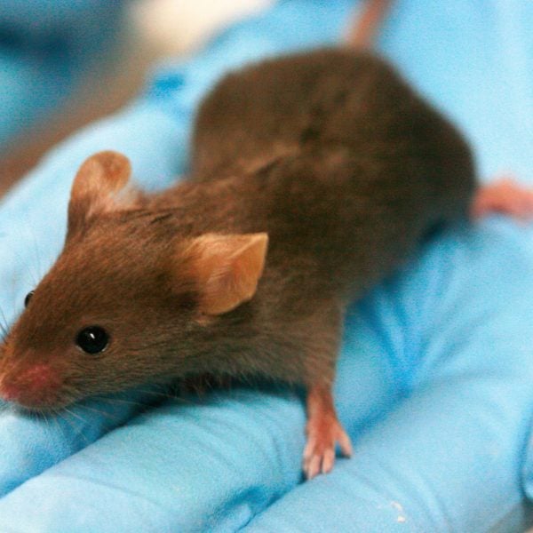 lab mouse mice rat experiment