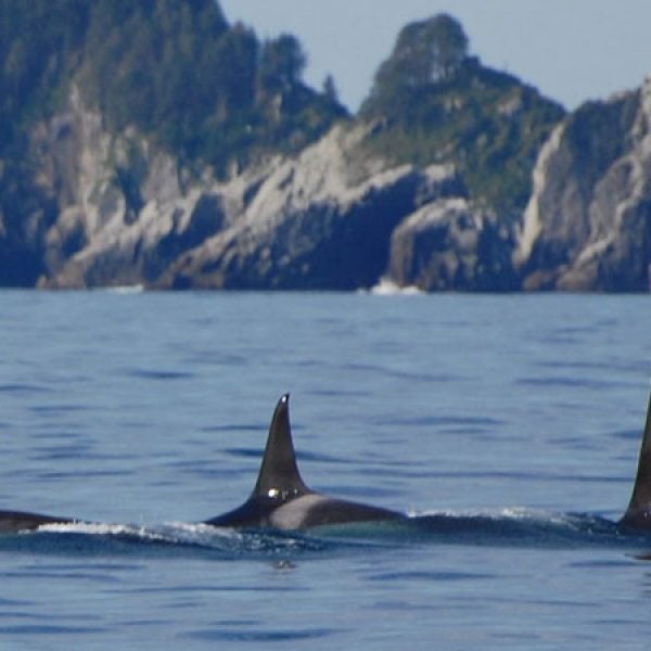 Orcas off the coast of Alaska.