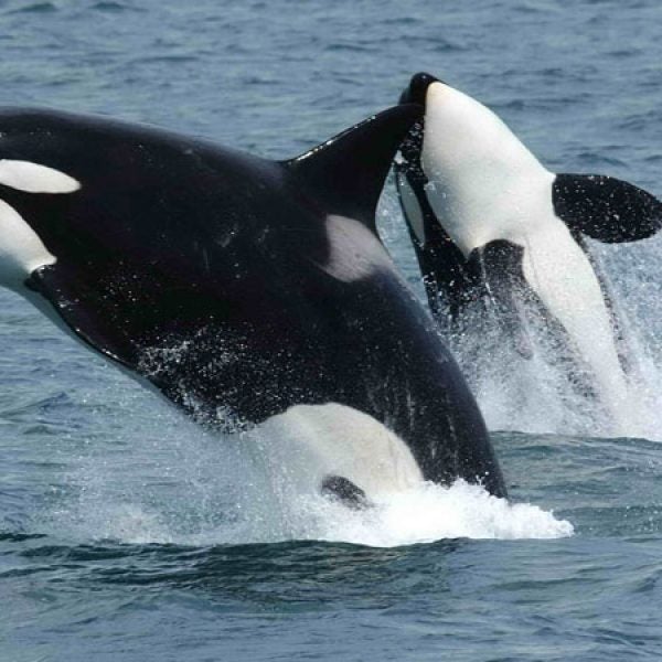 orcas macy's macys thanksgiving day parade peta protest activists joan jett ranchers