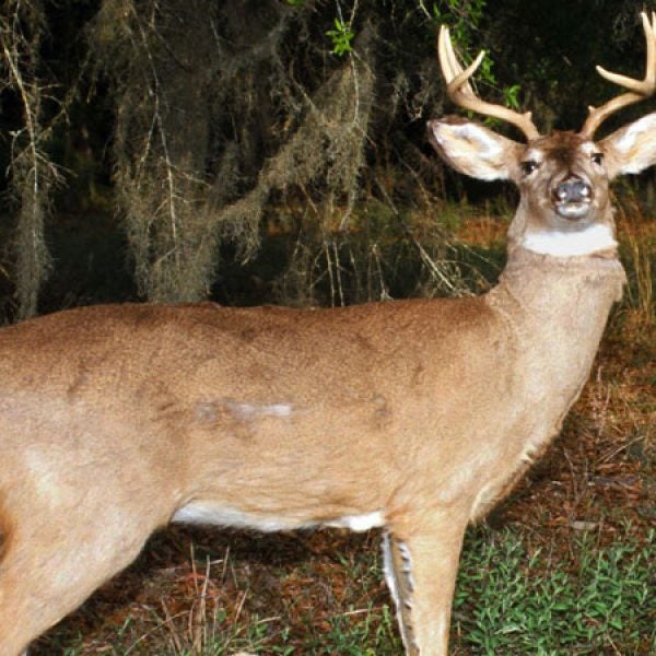 A robotic deer
