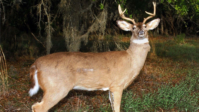 A robotic deer