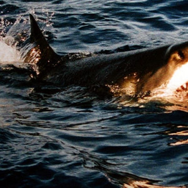 shark attack death killed recife gobbi bruna brazil