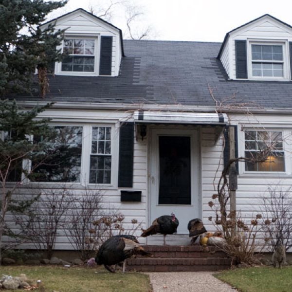 Wild turkeys on Staten Island