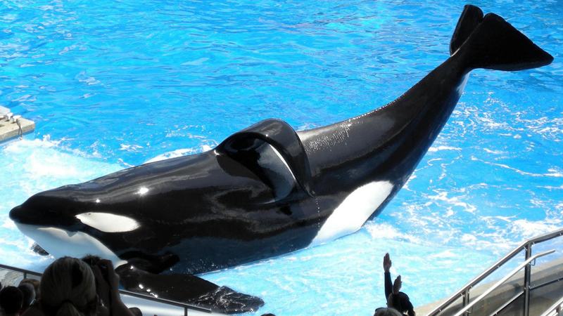 Tilikum, SeaWorld's largest orca at 12,000 pounds, has killed at least two people.