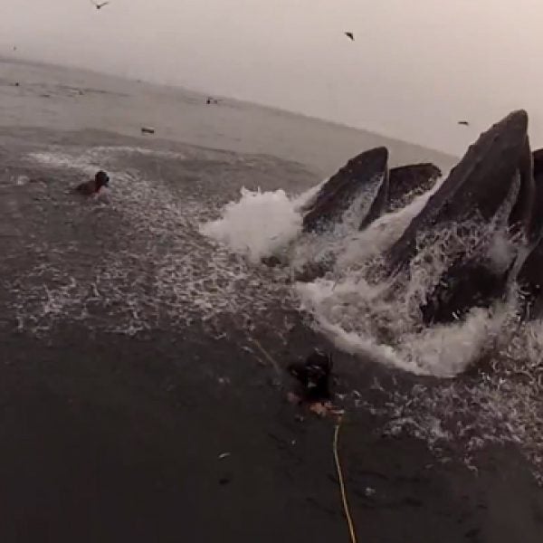 whale almost eats divers california humpback humpbacks