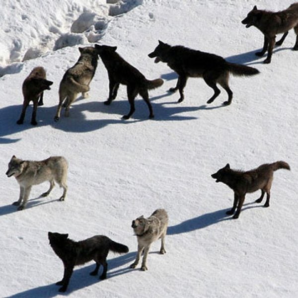 wolves, wolf, yellowstone, national park, snow,