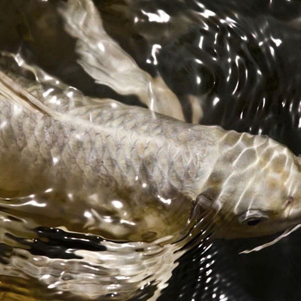 carp