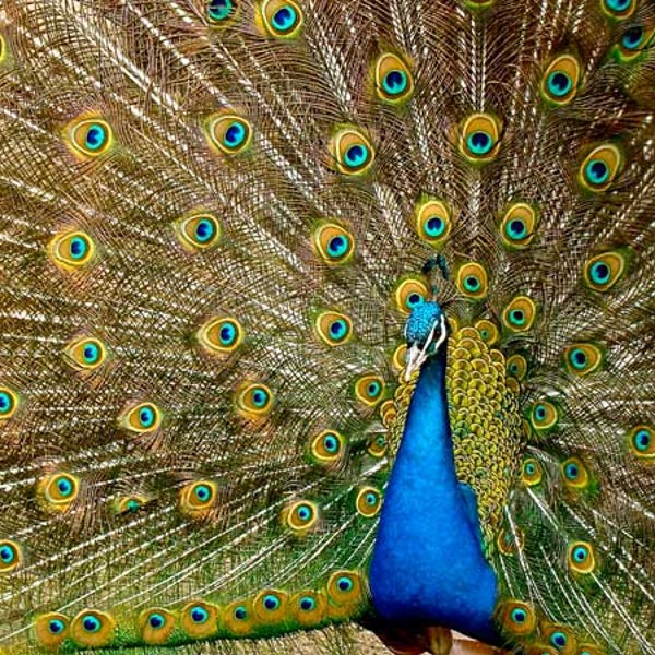 peacock zoo escape chicago randall oaks froze freezes frozen tree stuck
