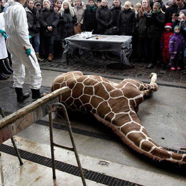 Marius, a male giraffe, lies dead before being dissected, after he was put down at Copenhagen Zoo on Sunday. Copenhagen Zoo turned down offers from other zoos and 500,000 euros ($680,000) from a private individual to save the life of a healthy giraffe before killing and slaughtering it Sunday to follow inbreeding recommendations made by a European association.