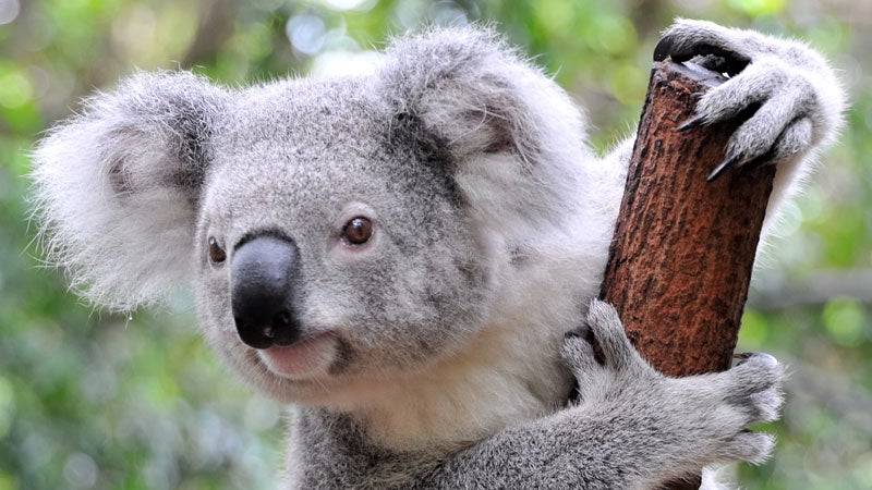 While female koalas are also known to bellow at low frequencies, it is a much more common practice for males.