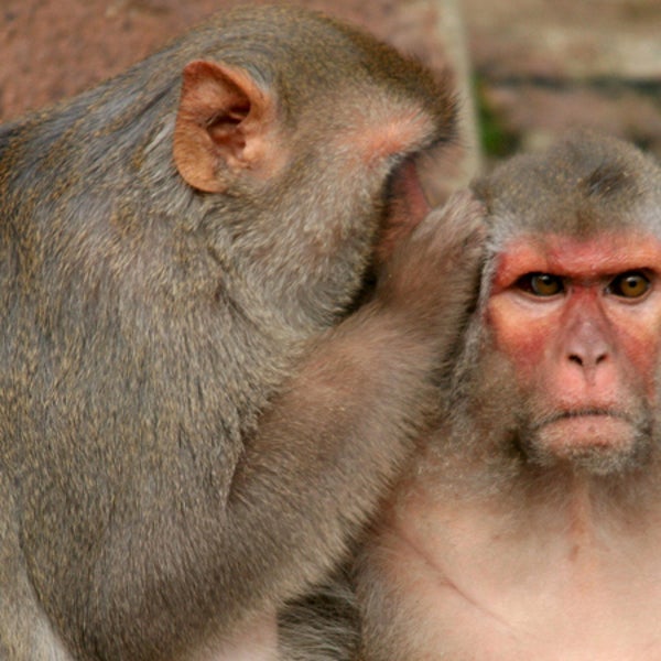 Scientists created a master monkey that uses mind control to move an avatar.