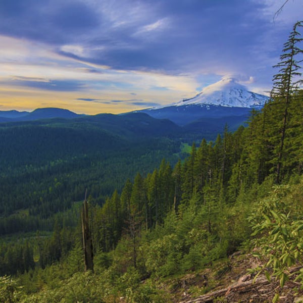 Mountain trees could regulate global temperatures.