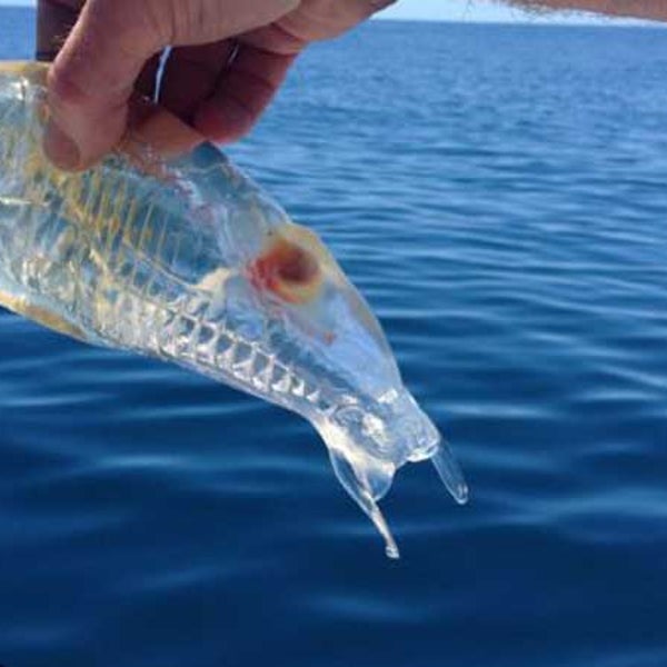 new zealand fisherman mystery creature weird salp maggiore