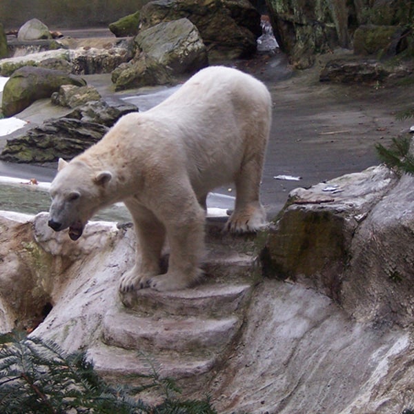 german polar bear wihelma zoo stuttgart germany dies coat bag