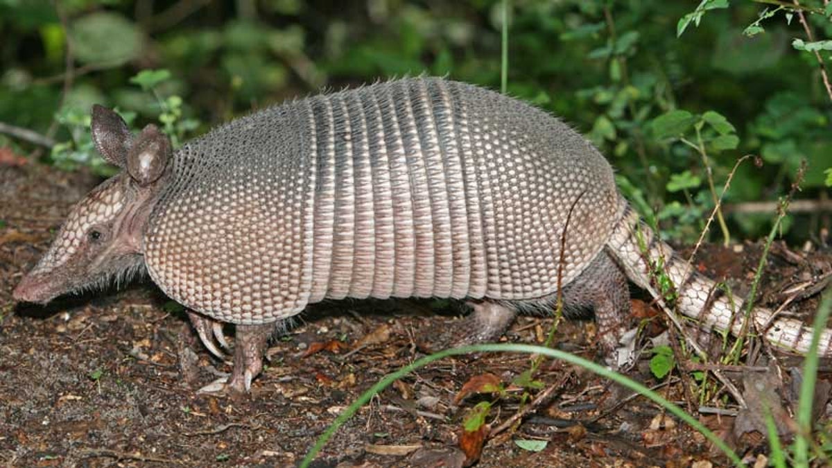 Tempers Flare Over Trinidad Hunting Ban Outside Online