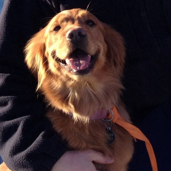This Monday, March 3, 2014 photo released by the Alaska State Troopers shows trooper Lucas Hegg posing with his dog, Amber, a 2-year-old golden retriever. A 52-year-old Alaska man, Otis Orth, says Amber saved his life after a snowmobile crash left him injured and immobilized in the woods, by keeping him warm overnight after he crashed near Trapper Creek on Sunday, March 2, 2014. Amber also alerted other riders to Orth's situation, who was rescued Monday afternoon. Orth is being treated for an injured neck, dislocated arms and frostbite. (AP Photo/Alaska State Troopers)
