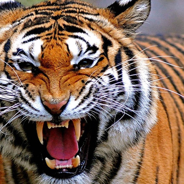 Tiger Angry Attack