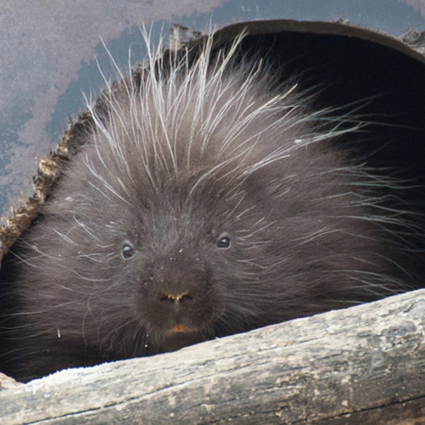 North American Porcupine