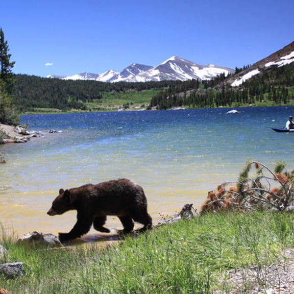 There's a new explanation for why bears love human food.