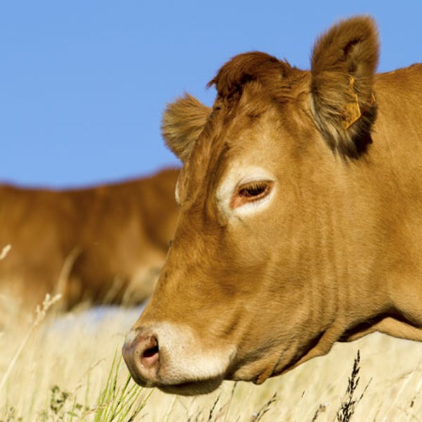 If a new Food and Drug Administration regulation passes, cows might not get their happy hours.
