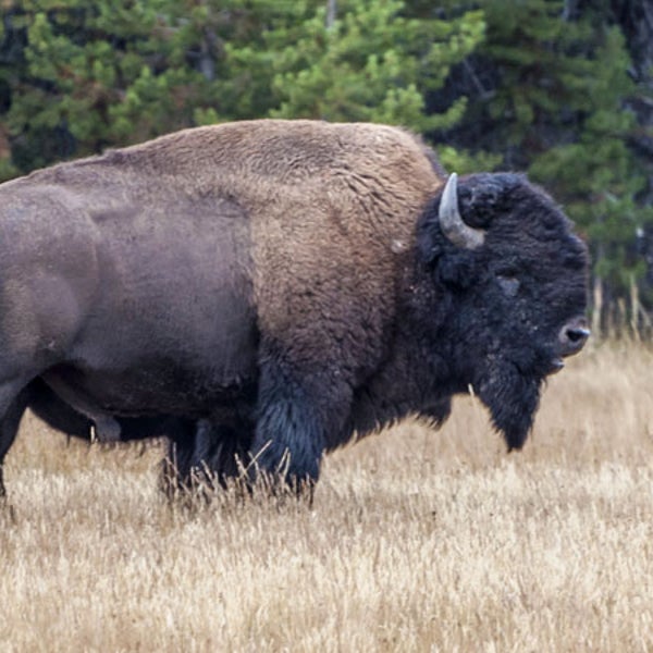 Bisons killed