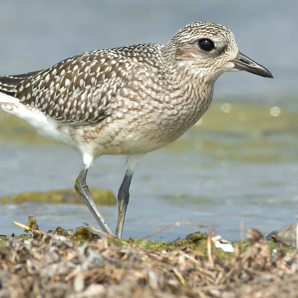 OutsideOnline black-bellied plover birds oil spill Coastal Bend Texas