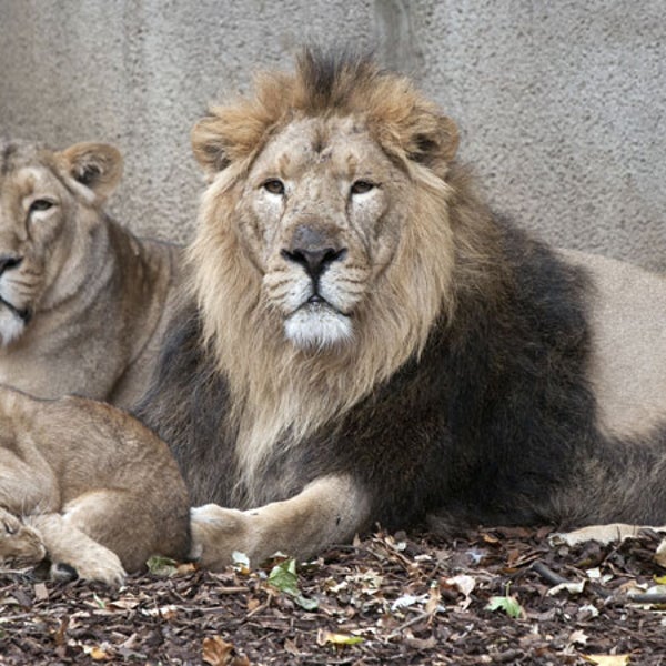 family of lions