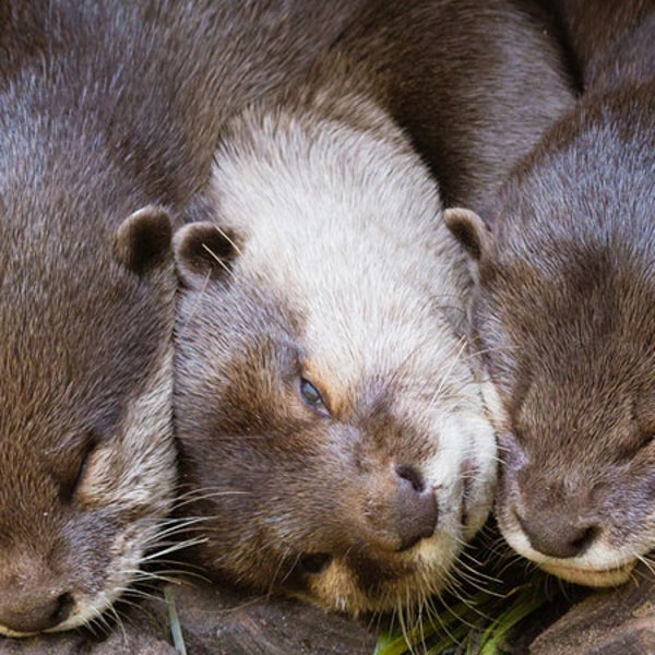 They are cute and fun to watch. But otters have a dark side.