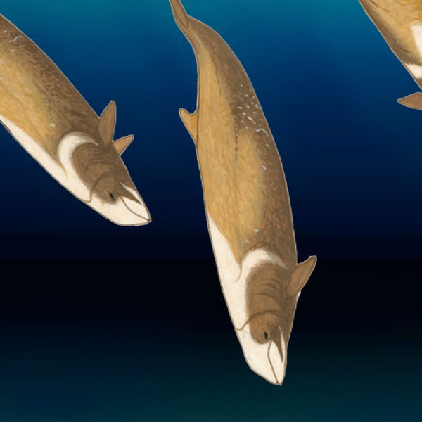 Cuvier Beaked Whales