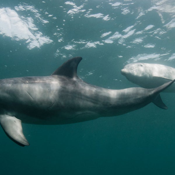 Two bottlenose dolphins on blue background.