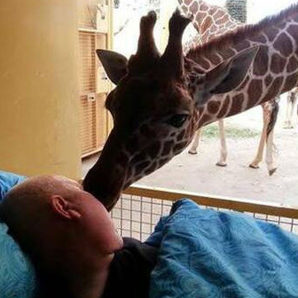A giraffe, kissing his terminally ill caretaker goodbye.