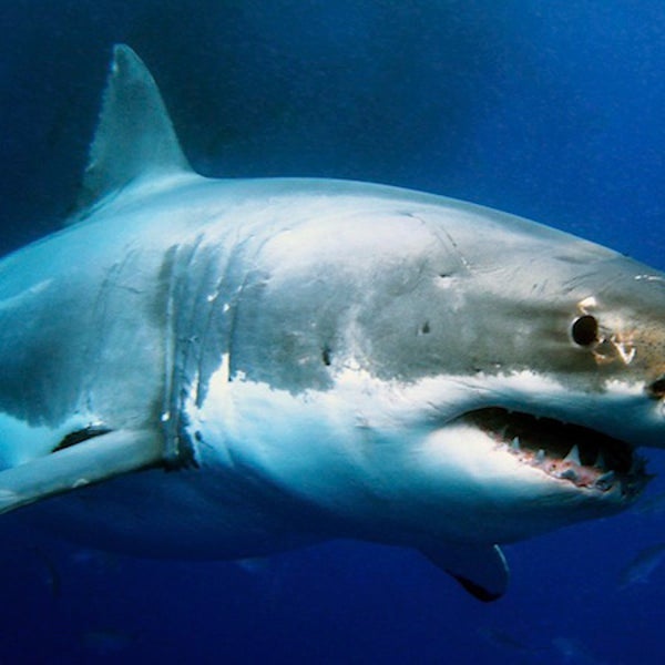Great White Shark