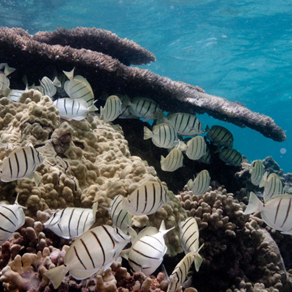 A school of manini graze on algae surrounding a coral reef in the Papahanaumokuakea Marine National Monument.