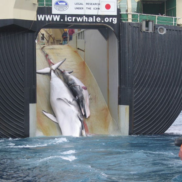 Minke whale whaling japan nisshin maru