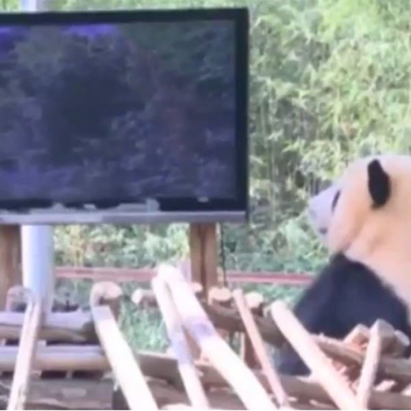 When Giant Panda Sijia hit the 'paws' button on her life, keepers set her up with a flat screen TV. yunnan, giant panda, depression, tv