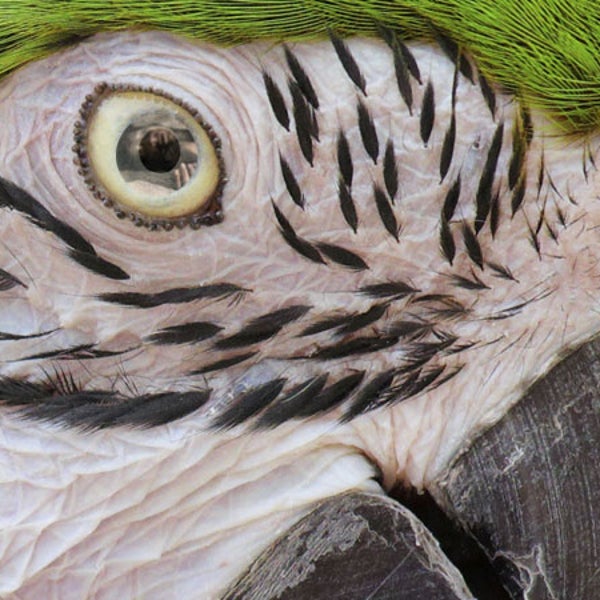 Parrot