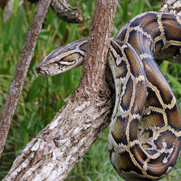 A python like this one ate a crocodile after a five-hour battle on Sunday.