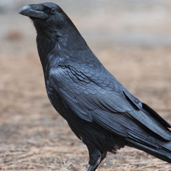 common raven black bird