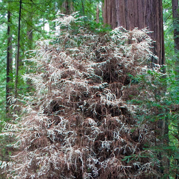 Albino redwood