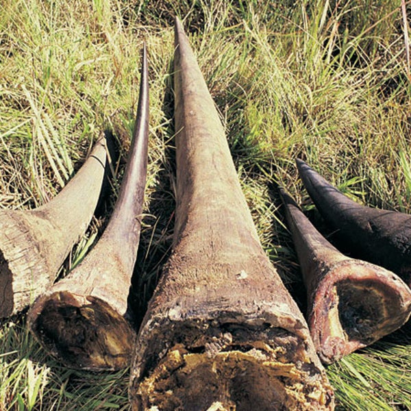 Environment Illegal Rhino Horn Ivory Poaching Conservation Africa