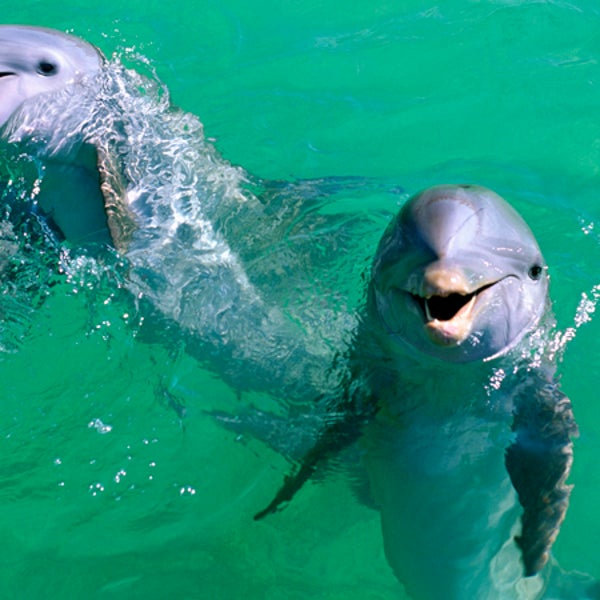 Mexico, Isla Mujeres, Bottle-nosed dolphins